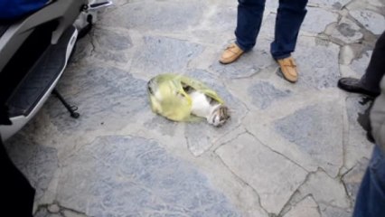 Kedinin Tüfekle Vurularak Öldürüldüğü İddiası