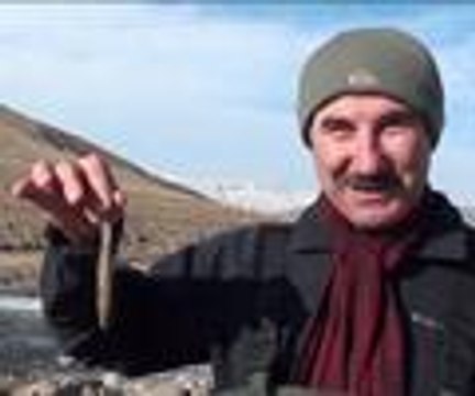 Dünyada sadece Erciş'te yaşıyor