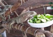 Iguanas Enjoy a Lazy Lunch in Brazil