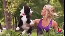 Stuffed Dog Attacks Real Dogs Prank Video Very Funny