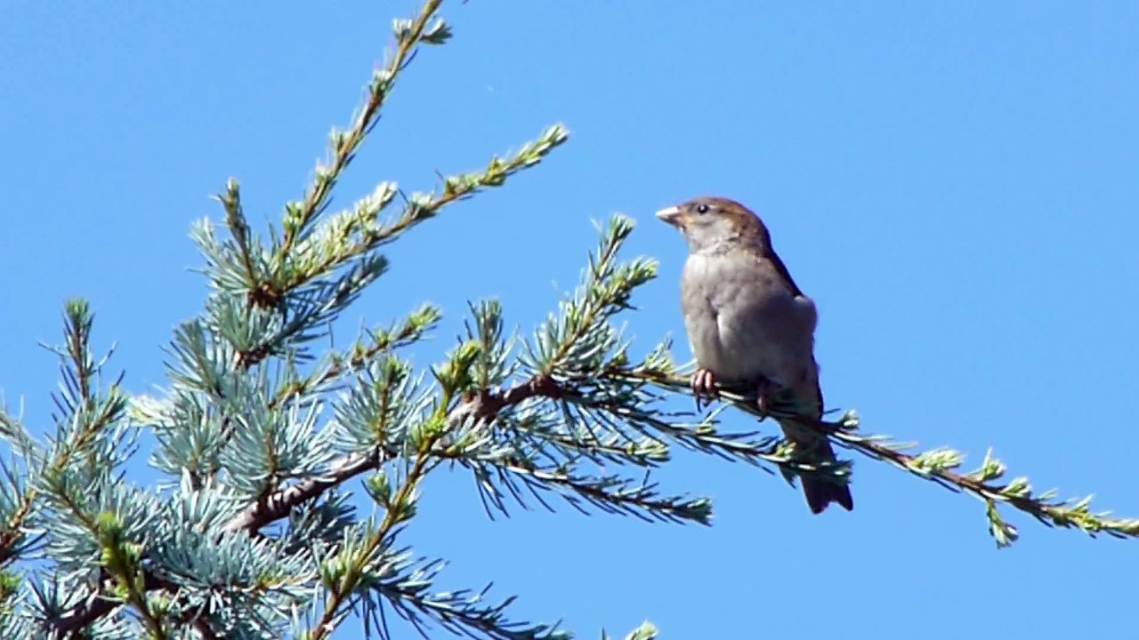mon oeil  ( ma lagad en Breton )