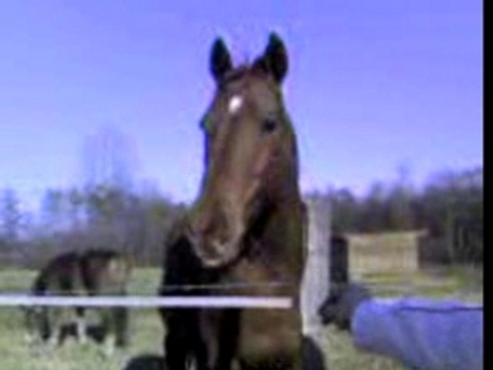 Le cheval qui rit