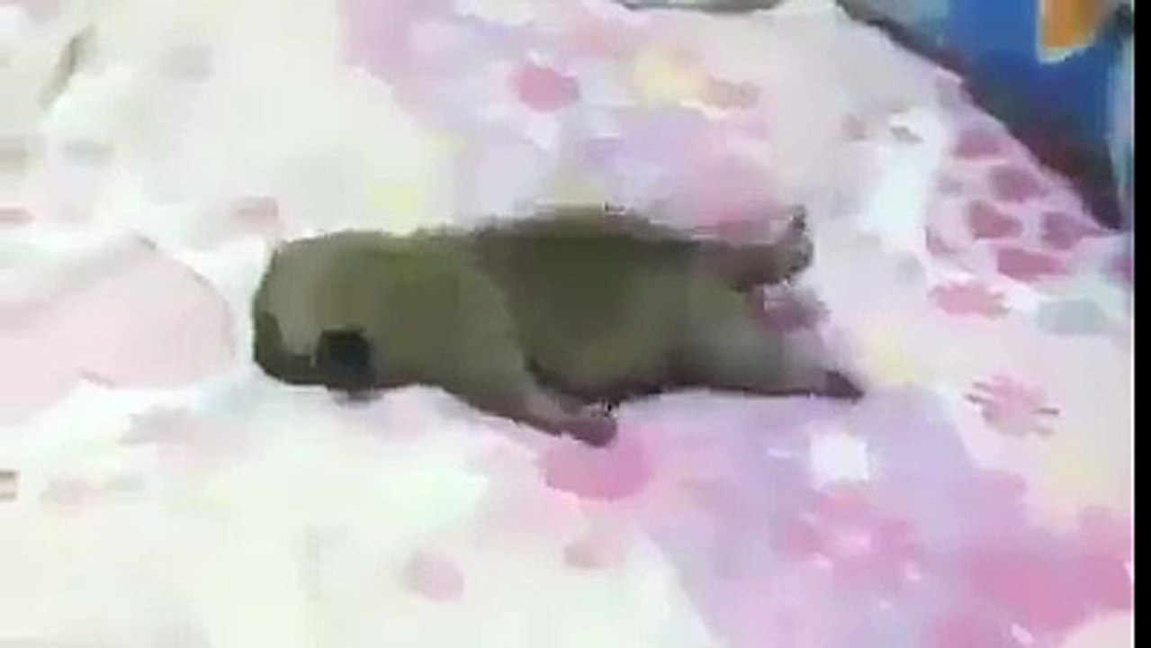 Fofo