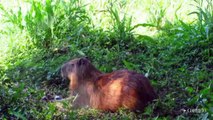 Capivaras reaparecem em parques públicos de Campinas