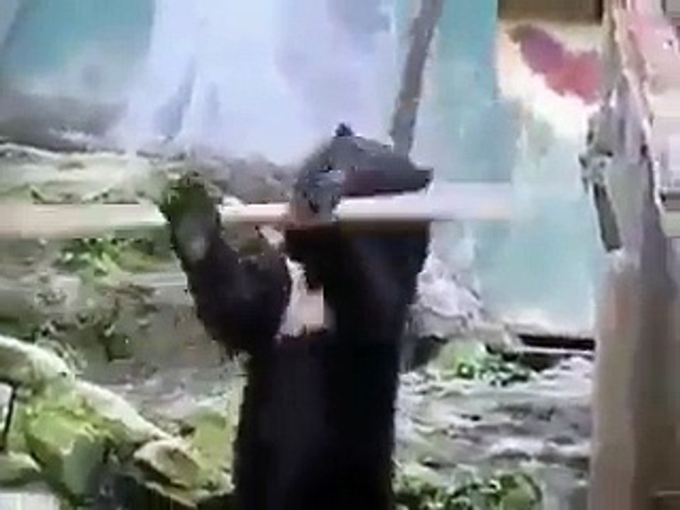 KUNG FU PANDA'S COUSIN FOUND IN ZOO
