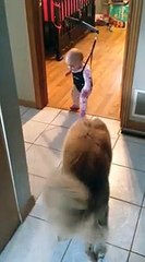 This Cute Dog Tries To Teach A Baby To Jump