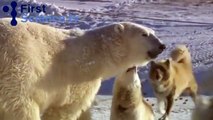 Polar Bears And Dogs Playing