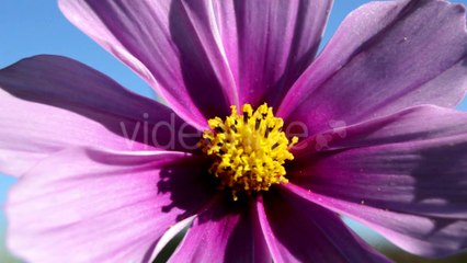 Victory by Blue Sunset - Song Preview #9 - audiojungle