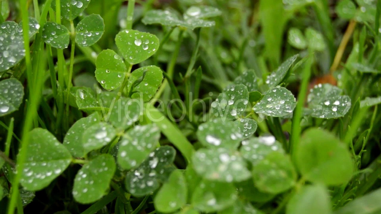 Shaman Logo by AuthorMusic - Music and Video #10