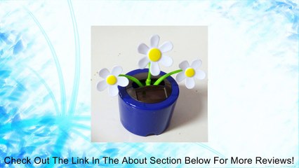 Solar-Powered Dancing Crazy Daisies Review