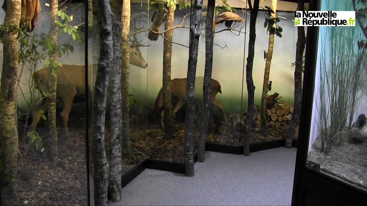 VIDEO. Où les animaux du Loir-et-Cher passent-ils les fêtes ?