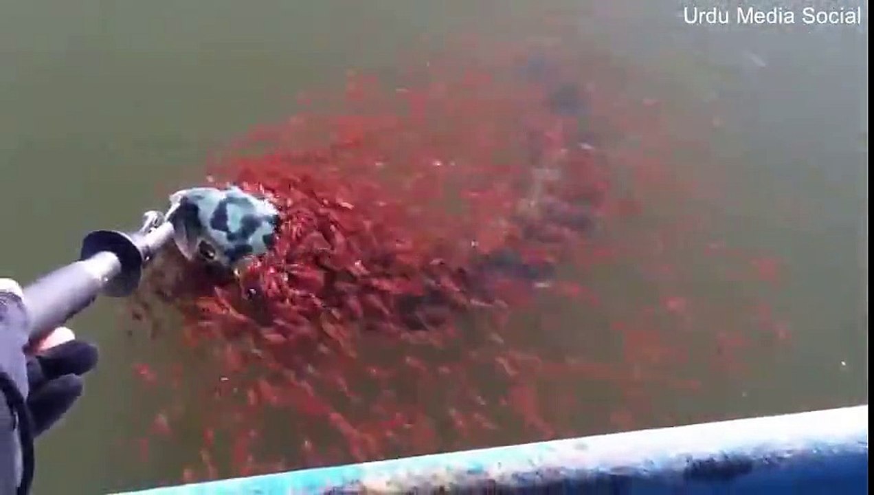 Wow-really Amazing