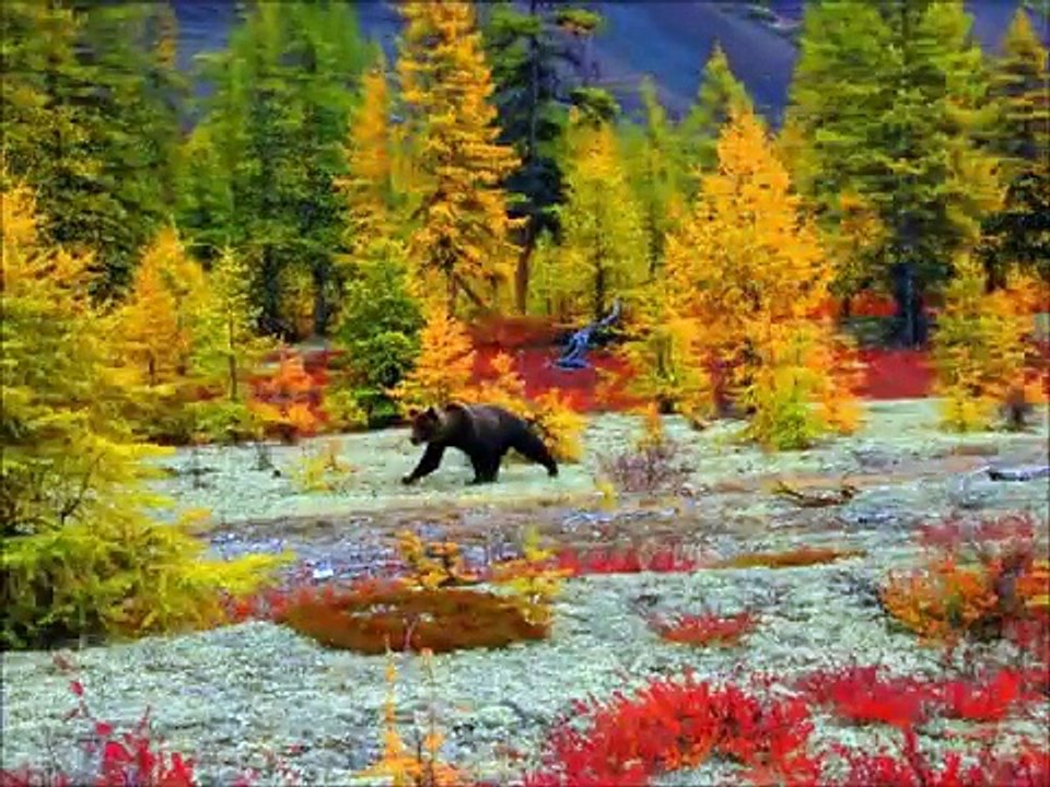 Schliessmuskel - Sehnsucht in der Taiga