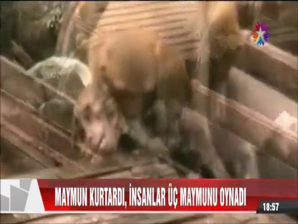 Maymun arkadaşını ölümden Kurtarırken İnsanlar üç Maymunu oynadı