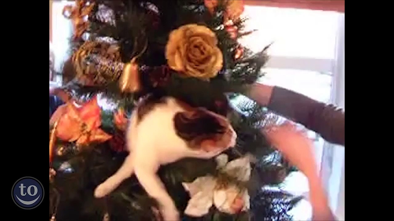 Chats vs Sapins de Noël