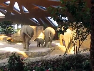 Download Video: 2 éléphants viennent en aide à un éléphanteau