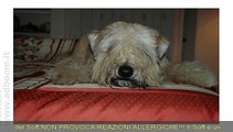 TORINO,    CUCCIOLI SOFT COATED WHEATEN