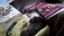 Funny Cats - New Funny Cats Video - Funny Animals - Funny Vines - Funny Videos █▬█ █ ▀█▀