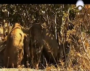 Leoes e Gigantes - Odisseia