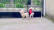 Funny dogs (bichon frise) barking -Ronnie and Milu