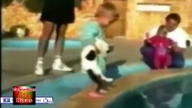 Videos De Gatos Más Graciosos Y Divertidos del Mundo #2 (Funny cats)