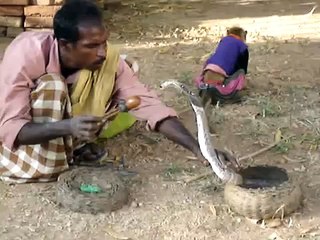 Cobra vs Monkey Street Show