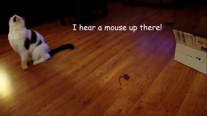 Paws Hones His Hunting Skills