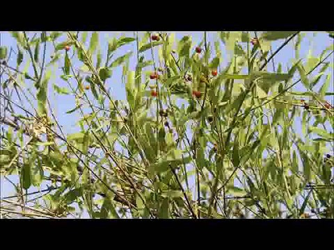NEW SARAIKI MUSHAIRA 1981 POET MUZTAR TAUNSVI