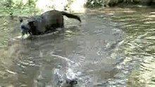 Jugando en rio