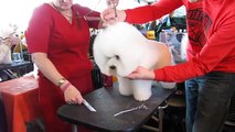 Bichon Frise dogs getting groomed at Westminster Dog Show, 2014