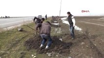 Muş Havaların Sıcak Gitmesiyle 13 Bin Fidan Dikilecek