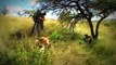 Documentary - Cheetahs Fast Track to Freedom - National Geographic Documentary