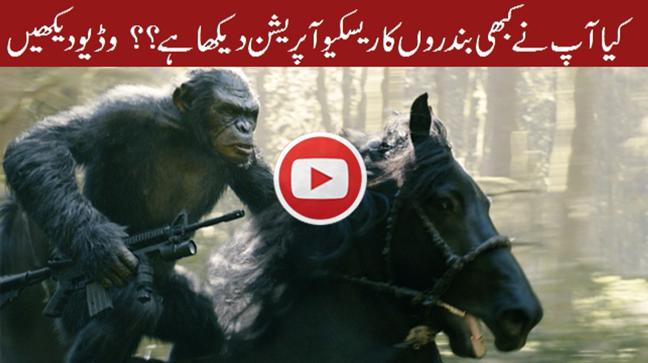 Rescue operation of a Mondky to a Monkey