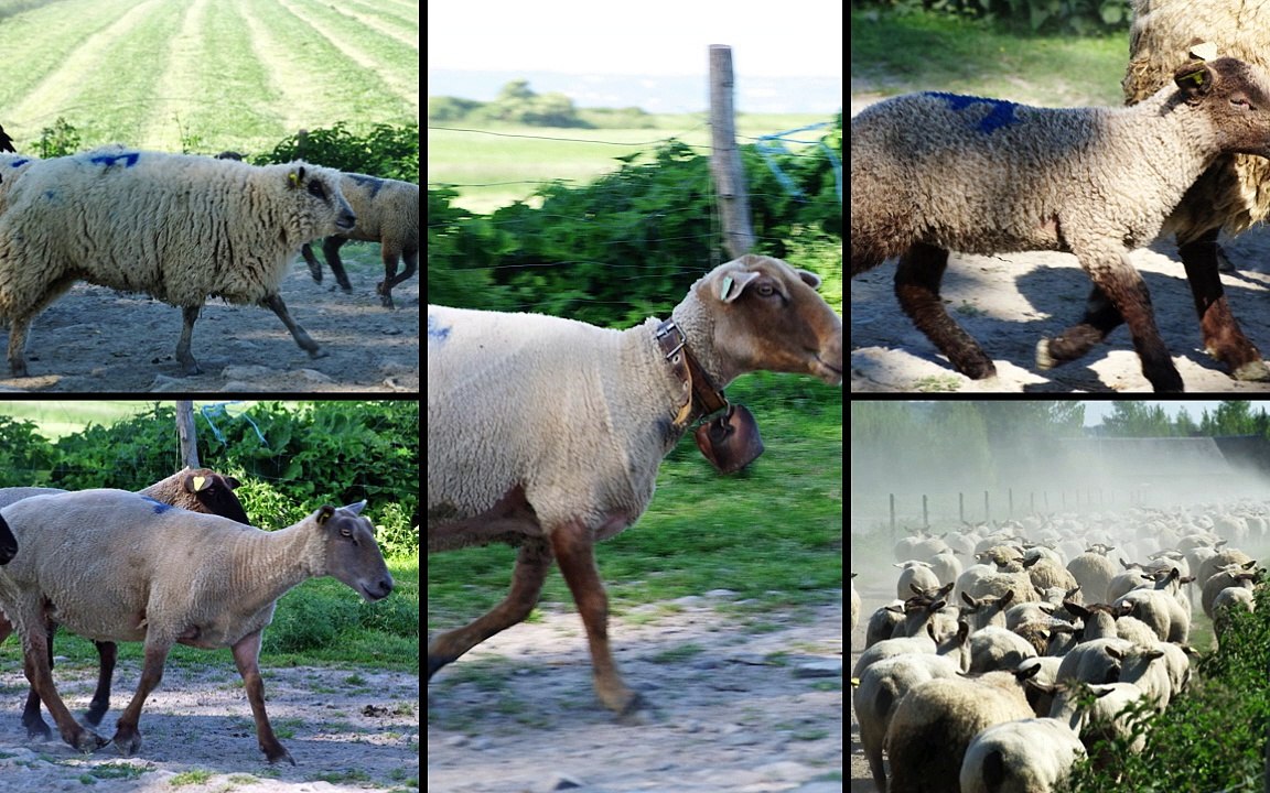 AOC AOP pres sales mont saint michel