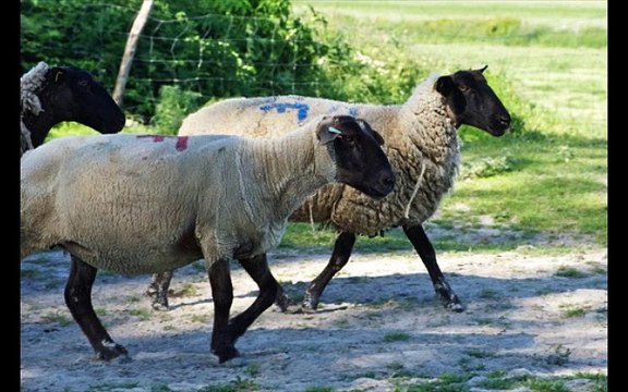 AOC AOP agneaux pres sales du mont saint michel