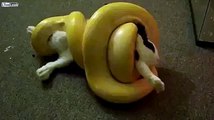 yellow snake eating a rabit amazing