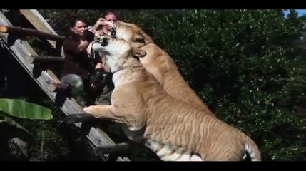 ASLAN + KAPLAN = LİGER