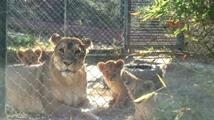 Darıcalı Yavru Üçüz Aslanlara İsim Aranıyor