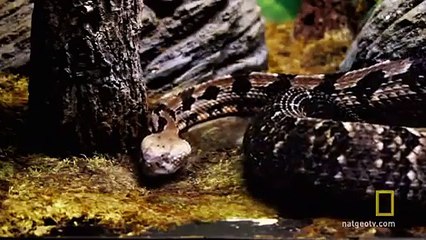 Kopuk Başlı Zombi Yılan