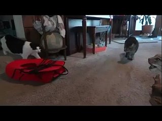 Korkudan Feleği Şaşan Kediler