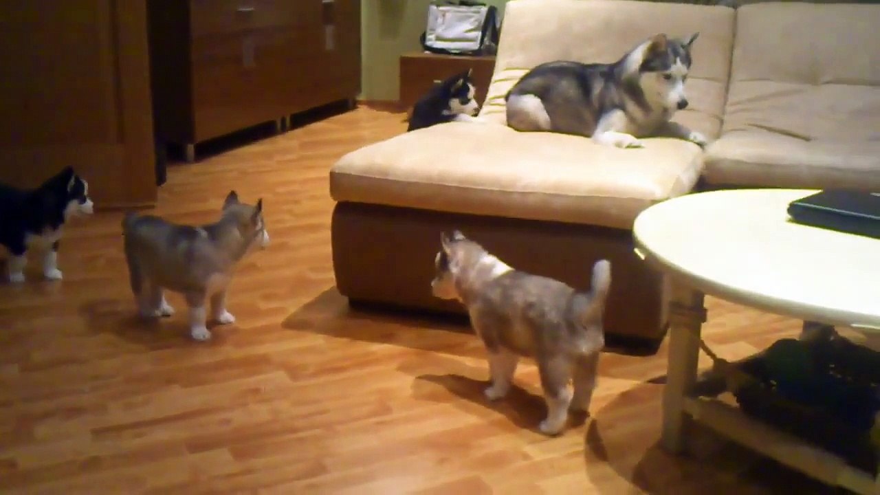 Husky dog mom with her 8 little baby dogs is the cutest!