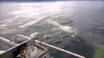 Rencontre avec des orques : très très proche!