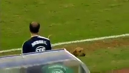 Sahaya köpek girdi kaleci yakaladı