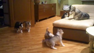 Mom plays with her husky puppies 7 - Animals