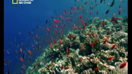 مملكه المحيطات - جنه الوحوش المفترسه