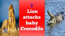 leónes vs cocodrilos ataques documentales