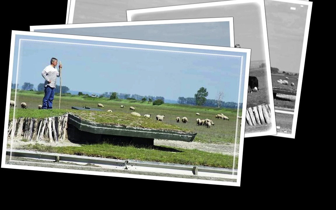 agneau aop du mont saint michel