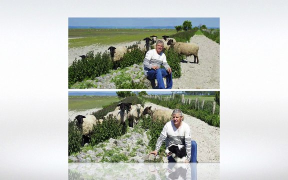 les herbus du mont saint michel agneau aop