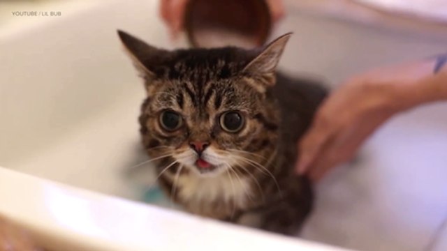 Viral Video Recap: Lil Bub’s Bathtime and Shopping With a 4-year-old