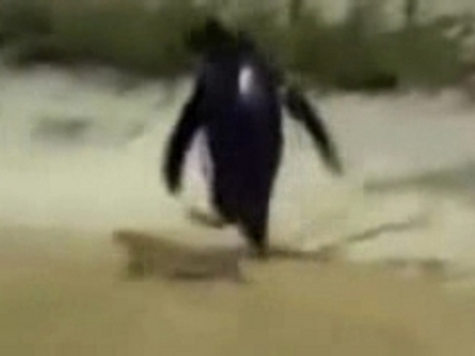 A donf le Pingu